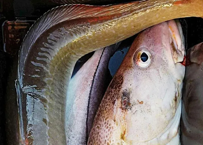 Prázdninový dům 10 Person In *